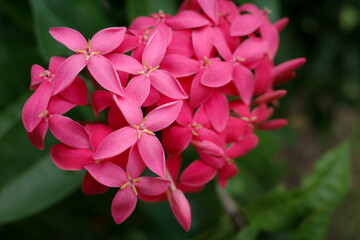 A vibrant close-up of a bush with pink Ixora flowers, also known as needle flowers, in full bloom surrounded by fresh green leaves.