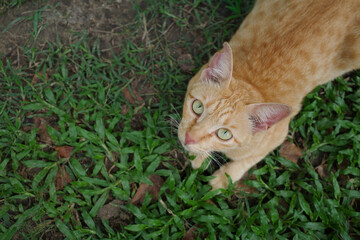 Orange cat and green eyes sitting on green grass looking at the camera