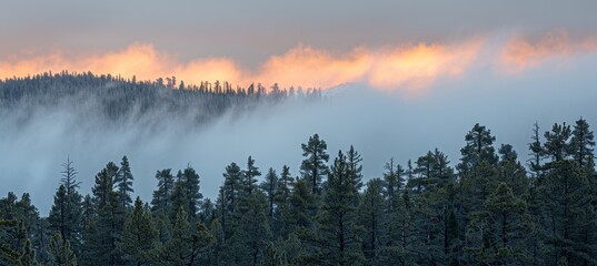Misty forest at sunrise bathed in warm golden light, creating a magical morning atmosphere