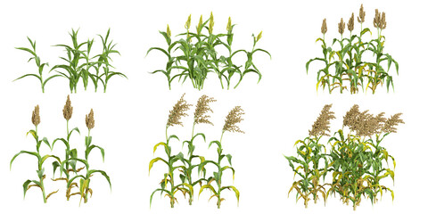 Collection of Sorghum plants on transparent background