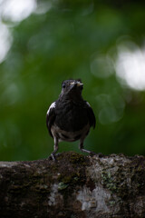 A Oriental magpie-robin staring straight at the camera