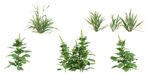 Collection of Spinacia,Triticum plants on transparent background