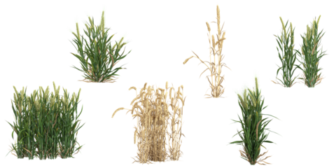 Collection of Triticum plants on transparent background