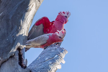 A pair of galahs, pink and grey cockatoos, with fluffed up feathers, sitting together on the branch...