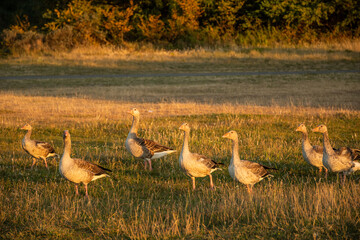 A skein, team, wedge, plump or gaggle of greater white-fronted geese walking at sunset in a green grass field. Migratory wildfowl birds wintering in the Netherlands also named greater whitefront goose