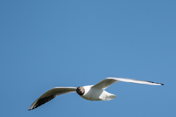 A black headed gull seagull wild bird in flight against a blue sky. animal in nature on sunny summer day 