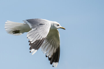 close up single lone seagull bird in flight in the clear blue sky above