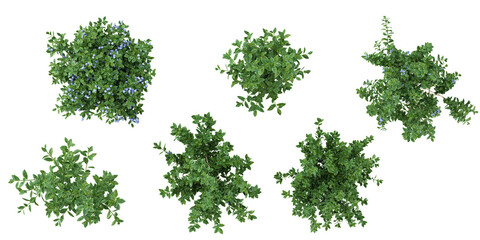 Fototapeta premium Collection of Vaccinium plants on transparent background from the top view