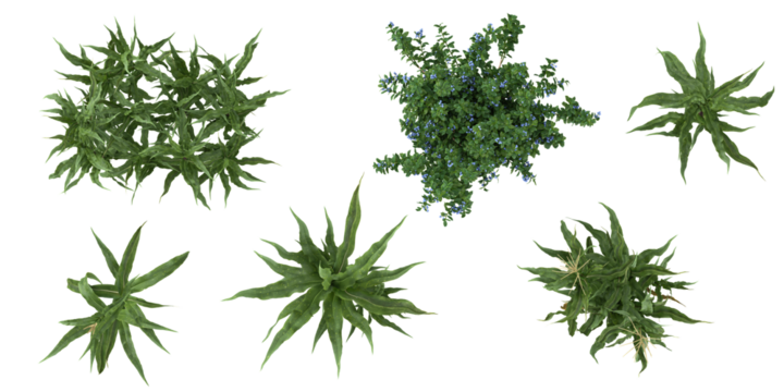 Collection of Vaccinium,Zea plants on transparent background from the top view