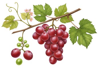 Fototapeta premium Red Grapes On The Vine Drawing
