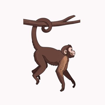 cartoon animation of a monkey hanging from a tree branch by its tail, isolated in white
