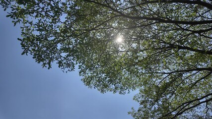 High-definition video looking up at tree canopy under sunlight, showing lush green foliage and sun rays filtering through, ideal for nature documentaries, environmental education, botany research, and - Powered by Adobe