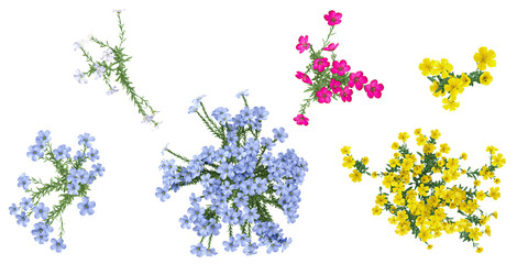 set of Flax plants on transparent background from the top view