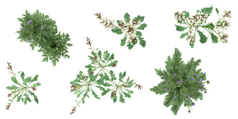 Obraz premium set of Eruca plants on transparent background from the top view