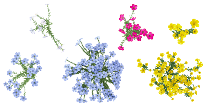 set of Flax plants on transparent background from the top view