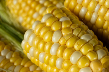 Detailed macro of fresh raw corn cobs