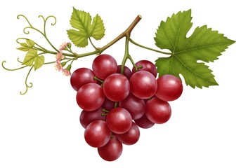 Fototapeta premium Bunch Of Red Grapes With Leaves