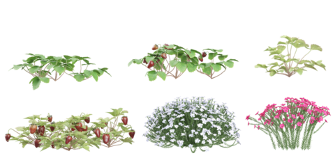 set of Flax,Fragaria plants on transparent background