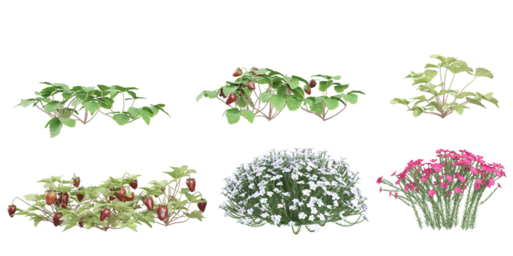 set of Flax,Fragaria plants on transparent background
