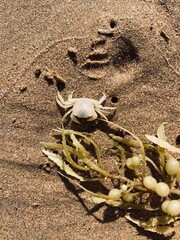 crab on the beach