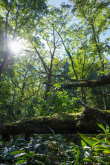 Naklejka premium Sunlight in a forest with mossy fallen tree，苔むした倒木と木漏れ日の森