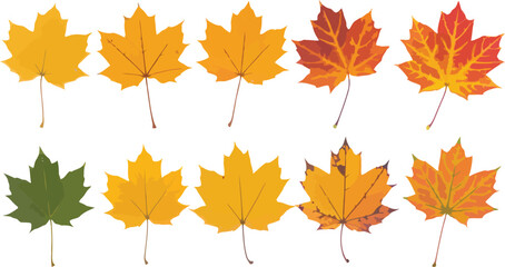 Collection of colorful autumn maple leaves showcasing vibrant fall foliage on white background.