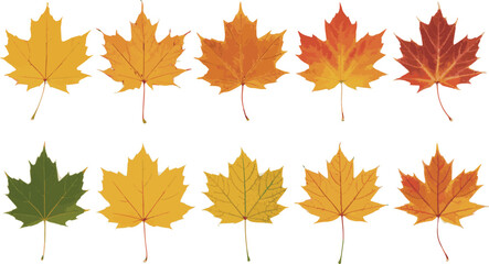Collection of colorful autumn maple leaves showcasing vibrant fall foliage on white background.