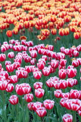 A field of red and yellow tulips grows tall. The flowers are in full bloom, showing their bright colors against green stems. Many tulips stand upright, reaching towards the sky.