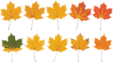Collection of colorful autumn maple leaves showcasing vibrant fall foliage on white background.