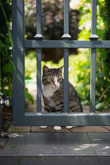 Cat in the garden
