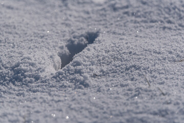 WHITE WINTER - Traces in the snow on a frosty and sunny day
