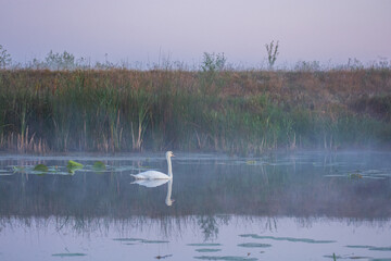 swan on the lake