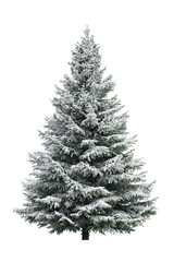 Small conical fir tree decorated with snowy flocking, centered neatly, isolated on transparent background.

