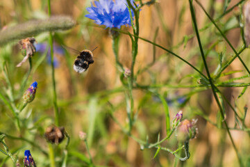 Flowers in nature and fields