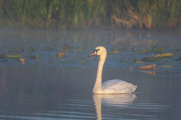 swan swimming in the misty lake 