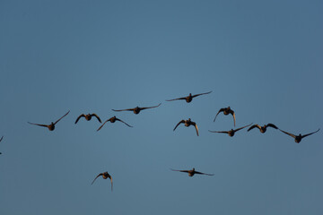 flock of birds in the sky 