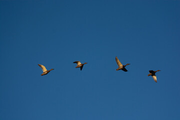 flock of ducks in flying 