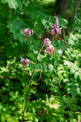 Flowers in nature and fields