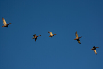 flock of geese flying