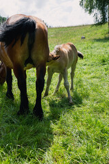 Horses on meadow in nature