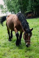 Horses on meadow in nature