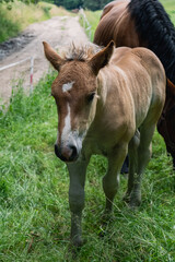 Horses on meadow in nature