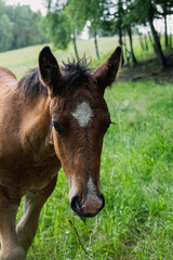 Horses on meadow in nature