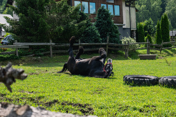 Horses on meadow in nature