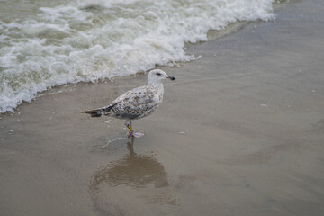 Seagull flying near the sea