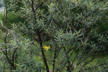 Bird in bush