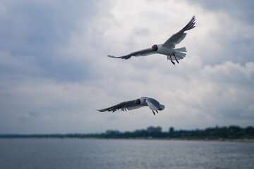 Seagull flying near the sea