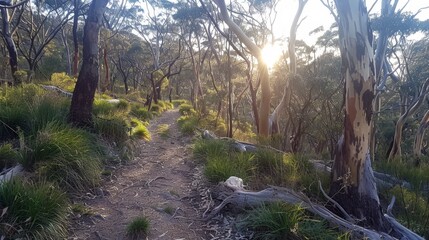 Obraz premium Sunlight filtering through trees along a serene forest trail for nature lovers and hikers