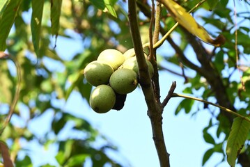 Japanese walnut (Juglans mandshurica) fruits. Juglandaceae deciduous tree. It grows in wetlands such as riversides and its fruits are drupe-like nuts that ripen in autumn.
