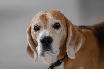 Close up of a tricolor adult beagle. Portrait of beagle dog in apartment blurred background. 
